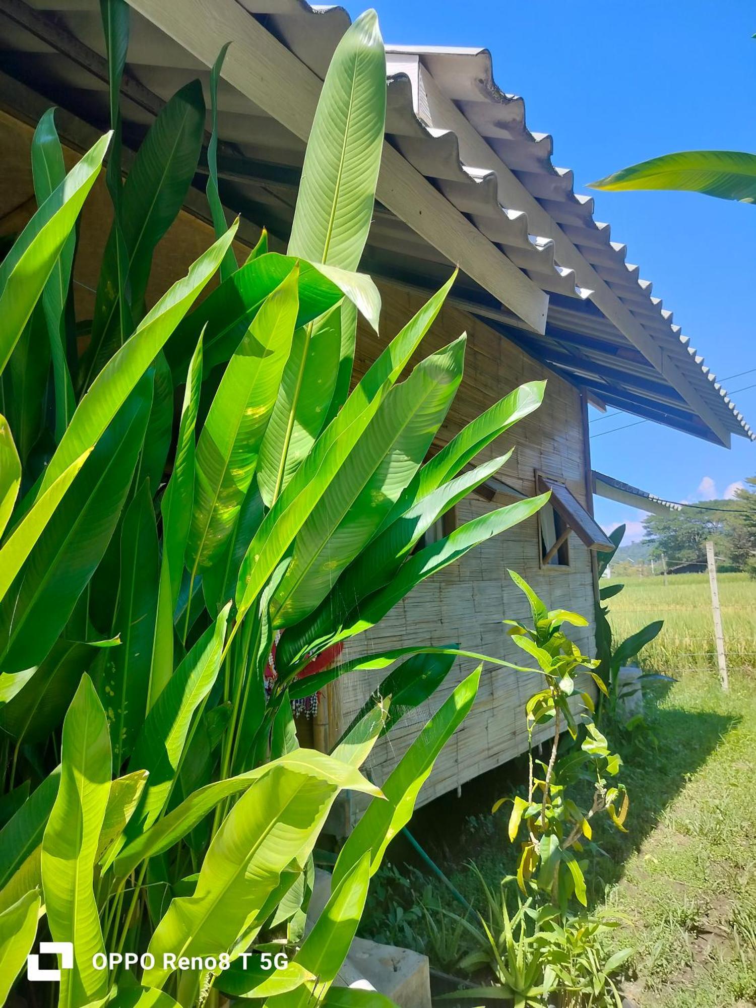 Tulip Resort Pai Pokoj fotografie